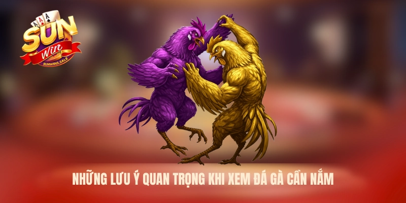 Những lưu ý quan trọng khi xem đá gà cần nắm