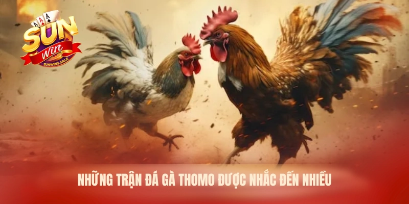Những trận đá gà Thomo được nhắc đến nhiều