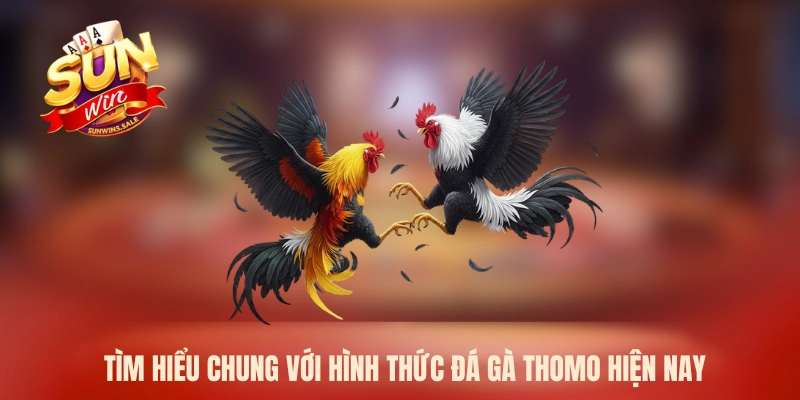 Tìm hiểu chung với hình thức đá gà Thomo hiện nay